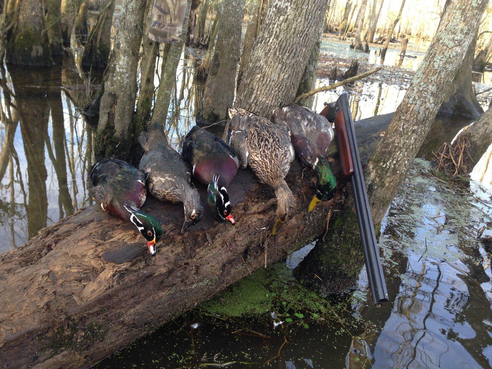 Benelli supernova anyone? | Long Range Hunting Forum