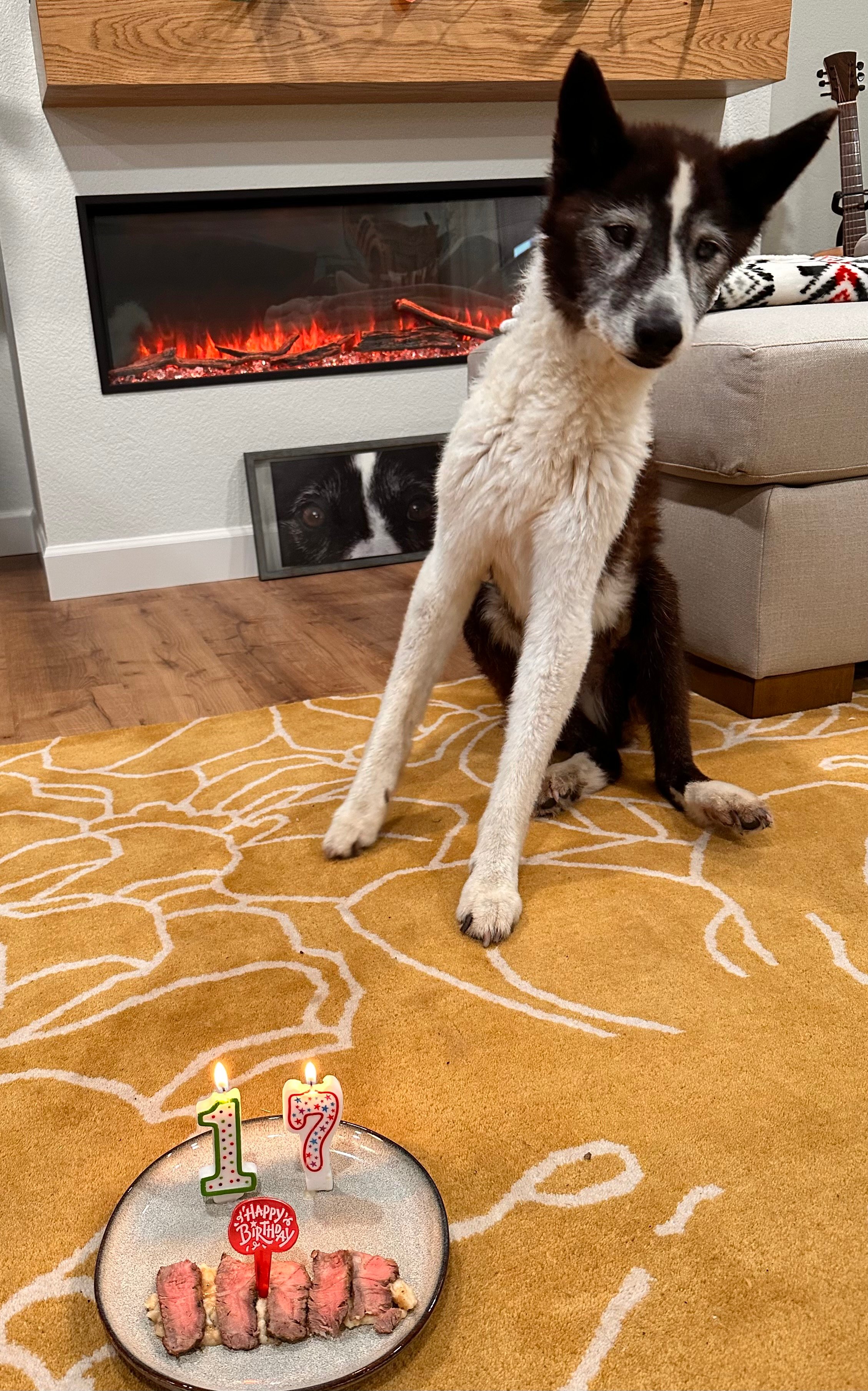 My Karelian Bear Dog, Thor is 17 today. | Long Range Hunting Forum