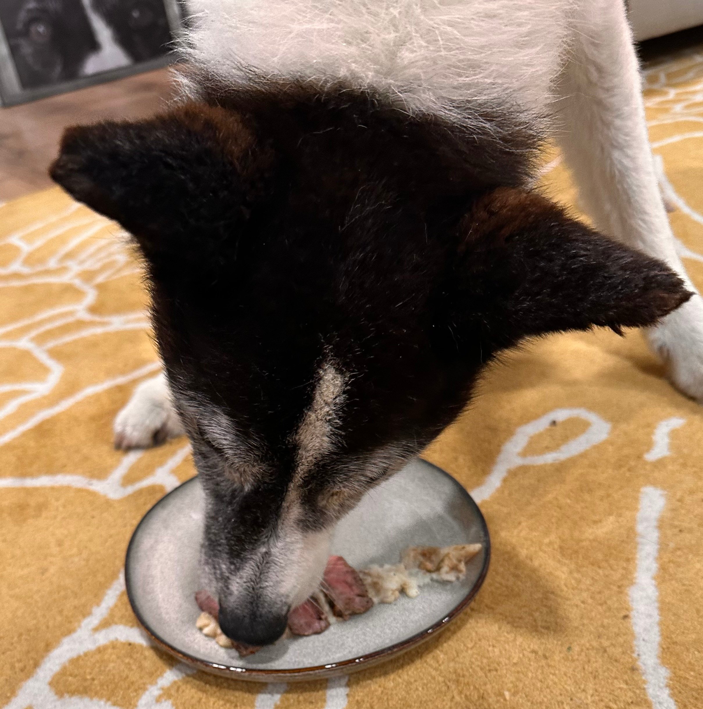 My Karelian Bear Dog, Thor is 17 today. | Long Range Hunting Forum