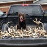 Beardeddeer91