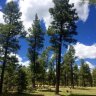ponderosa11