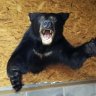 wvbearhunter