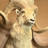 Sheephunter222