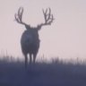 Straight Shooter