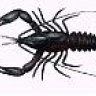 Crayfin