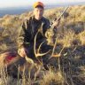 Elkbelter
