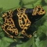 Frog4aday