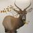 ElkSurgeon