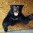 wvbearhunter