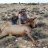 bowkill02