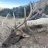 c-ne-elk
