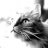 Catfur