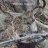 muledeer01